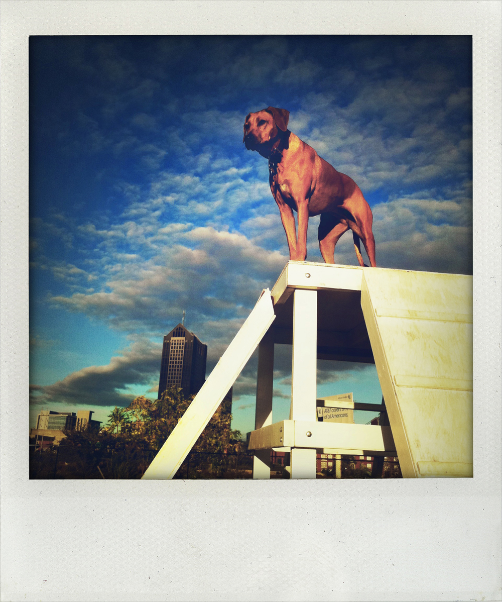 Roux, Rhodesian Ridgeback - Todd Roeth