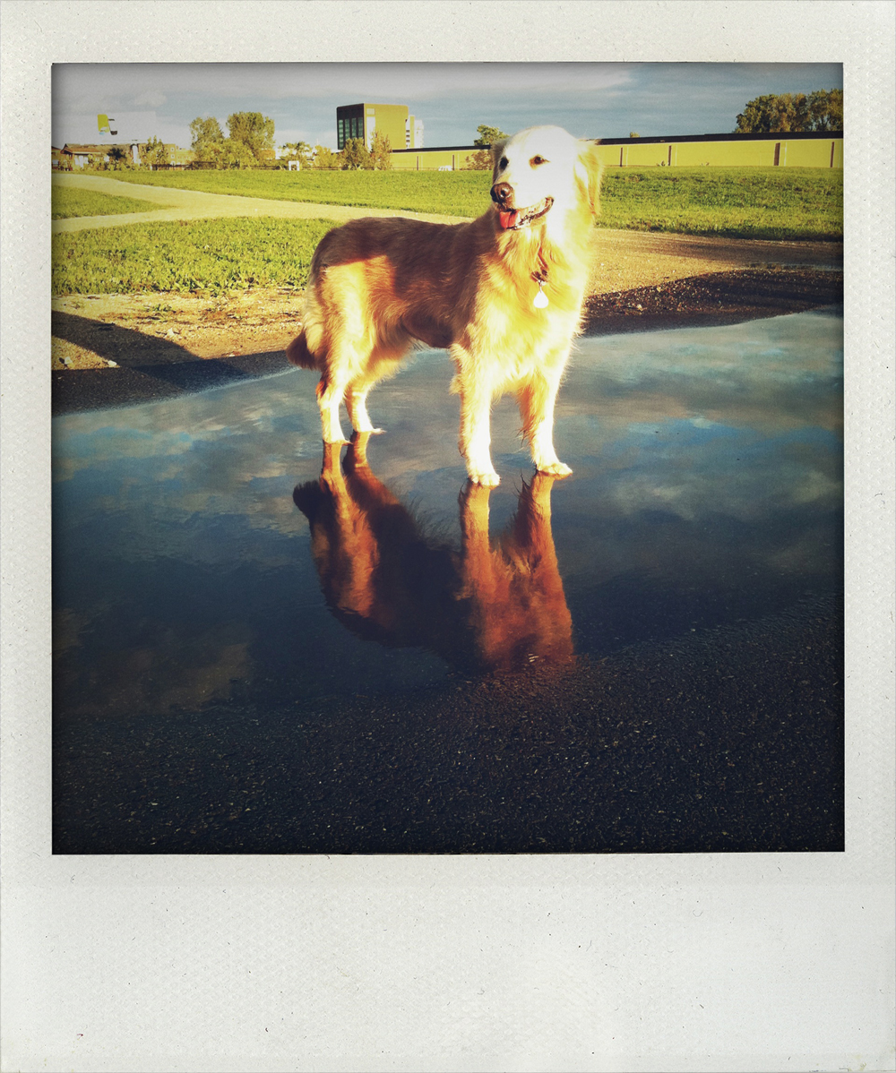 Prada, Golden Retriever - Todd Roeth