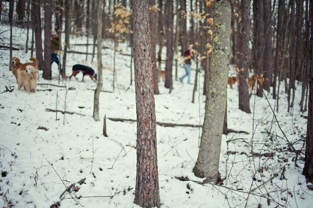 Dogs in the woods - Todd Roeth