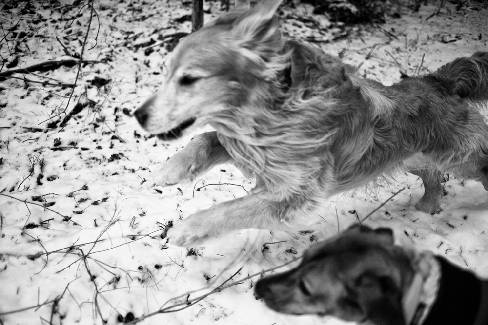 Dogs in the woods - Todd Roeth