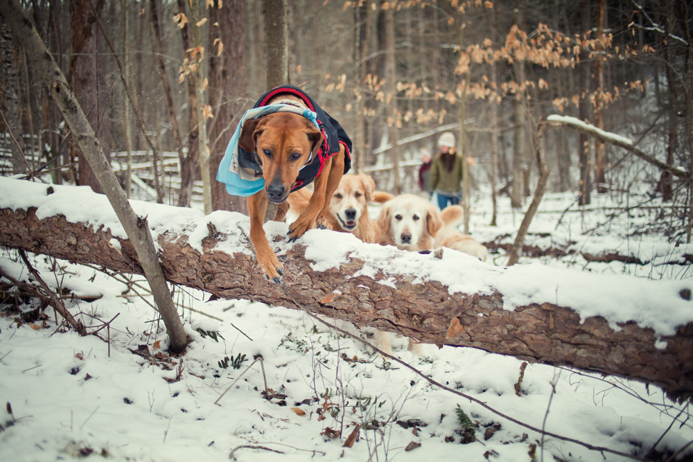 Dogs in the woods - Todd Roeth