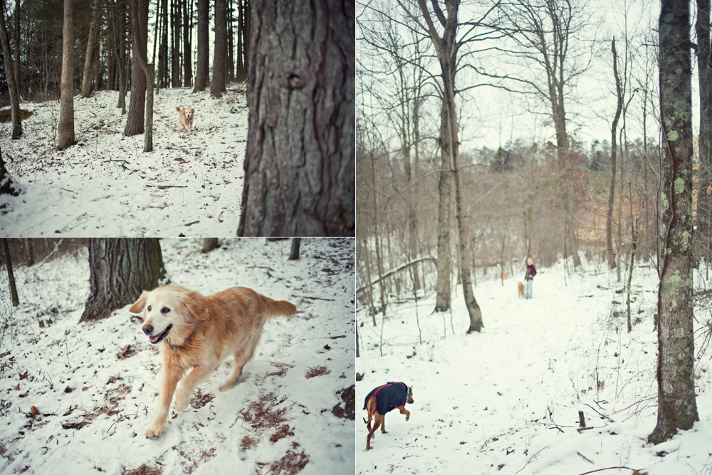 Dogs in the woods - Todd Roeth