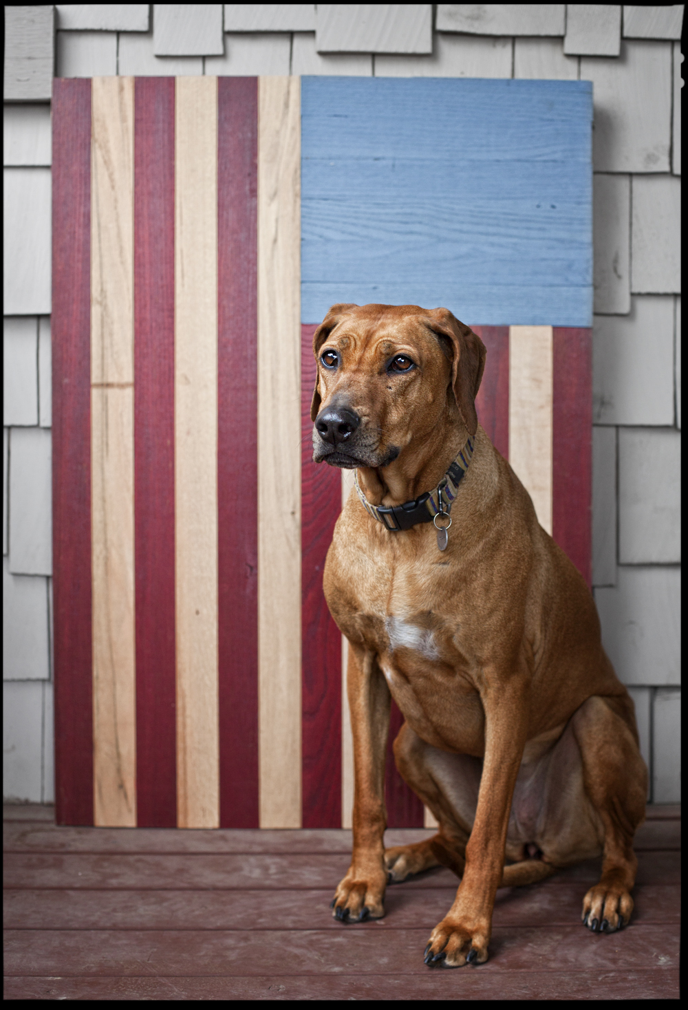 Roux, American Dog - Todd Roeth