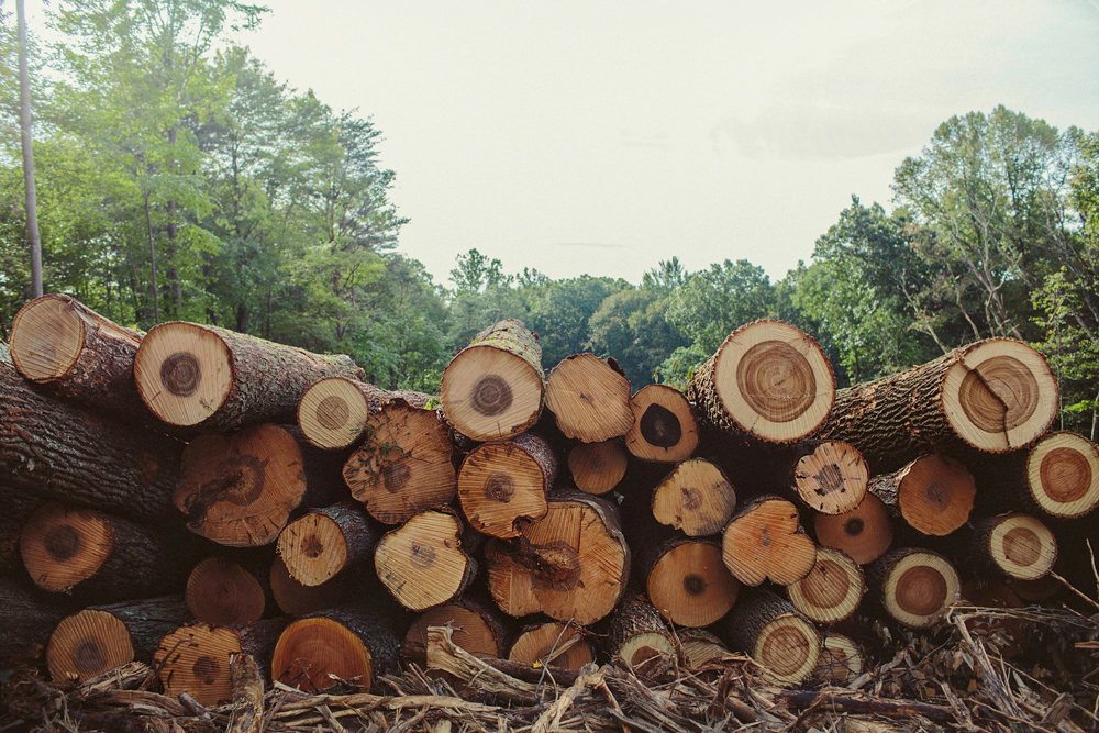 Clear Cut, Hocking Co. Ohio - Todd Roeth