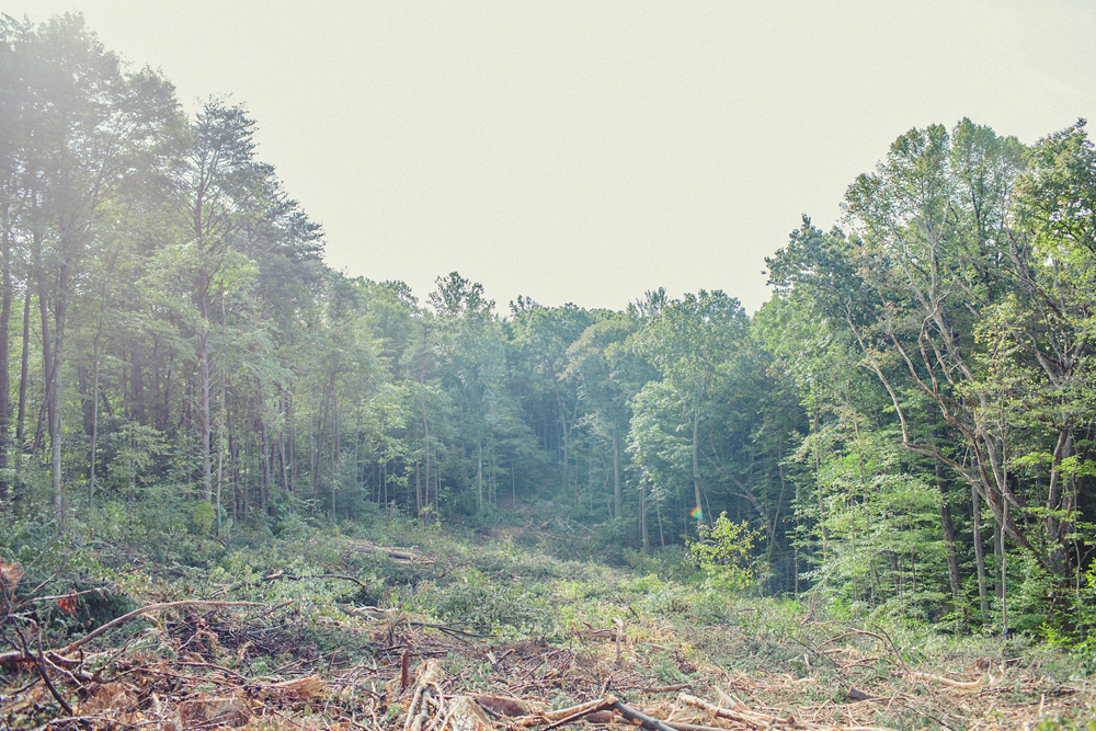 Clear Cut, Hocking Co. Ohio - Todd Roeth