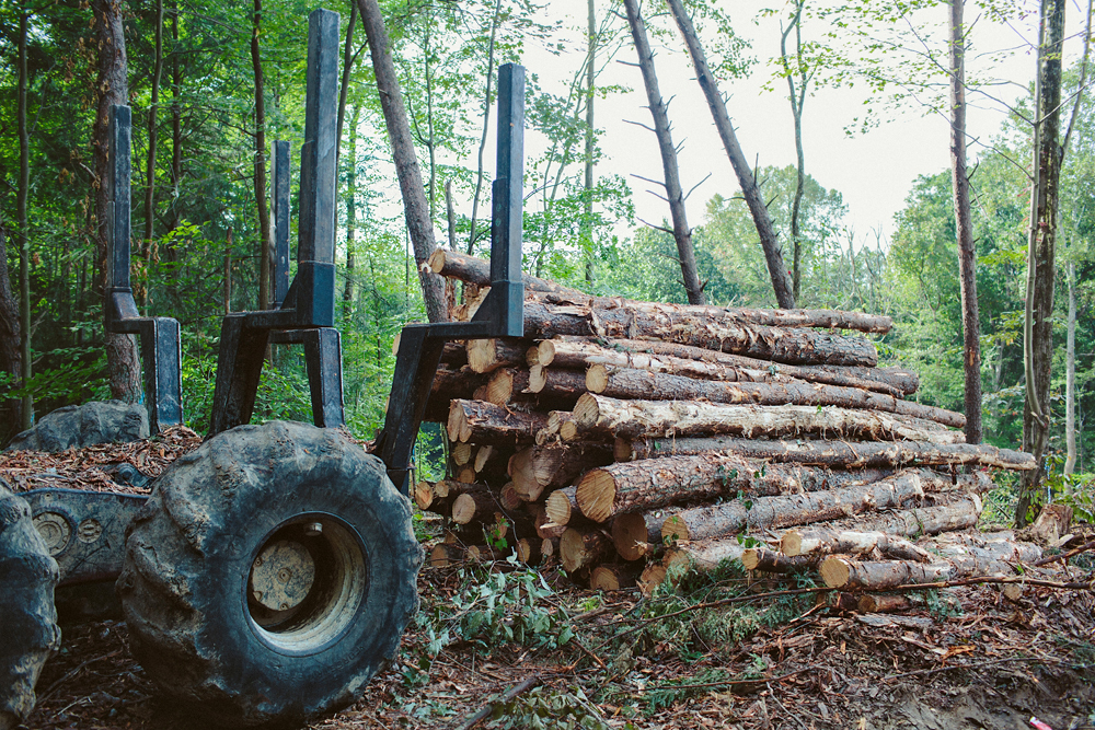 Clear Cut, Hocking Co. Ohio - Todd Roeth