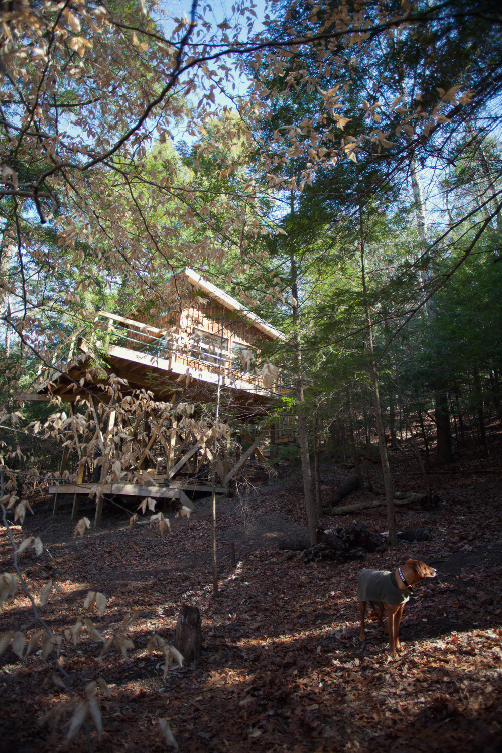 Treehouse Construction - Todd Roeth