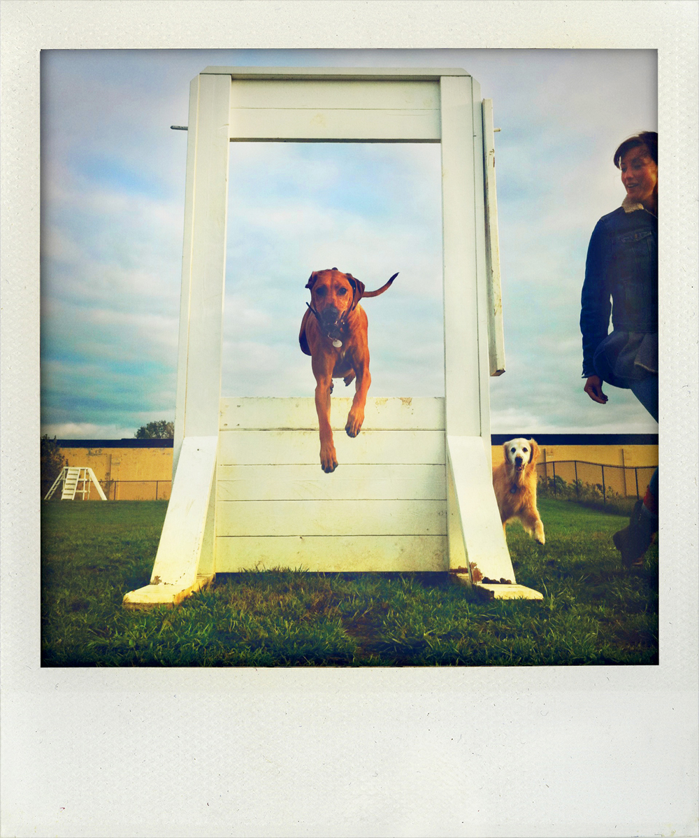 Roux, Rhodesian Ridgeback - Todd Roeth