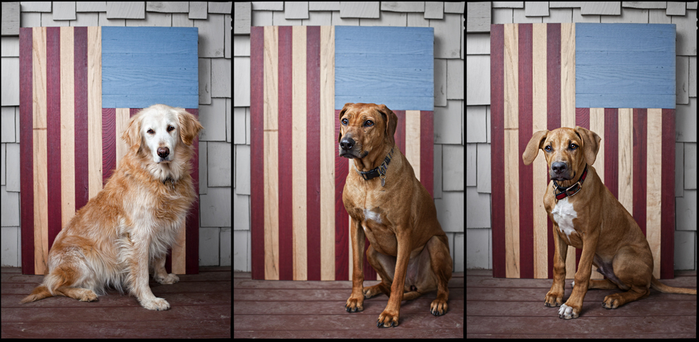 American Dogs - Todd Roeth