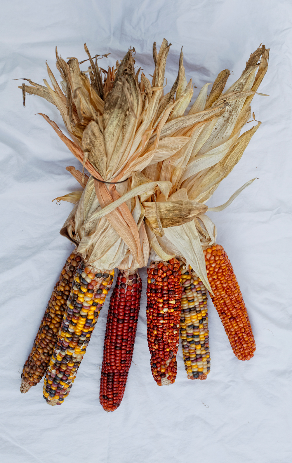 Indian Corn - Todd Roeth