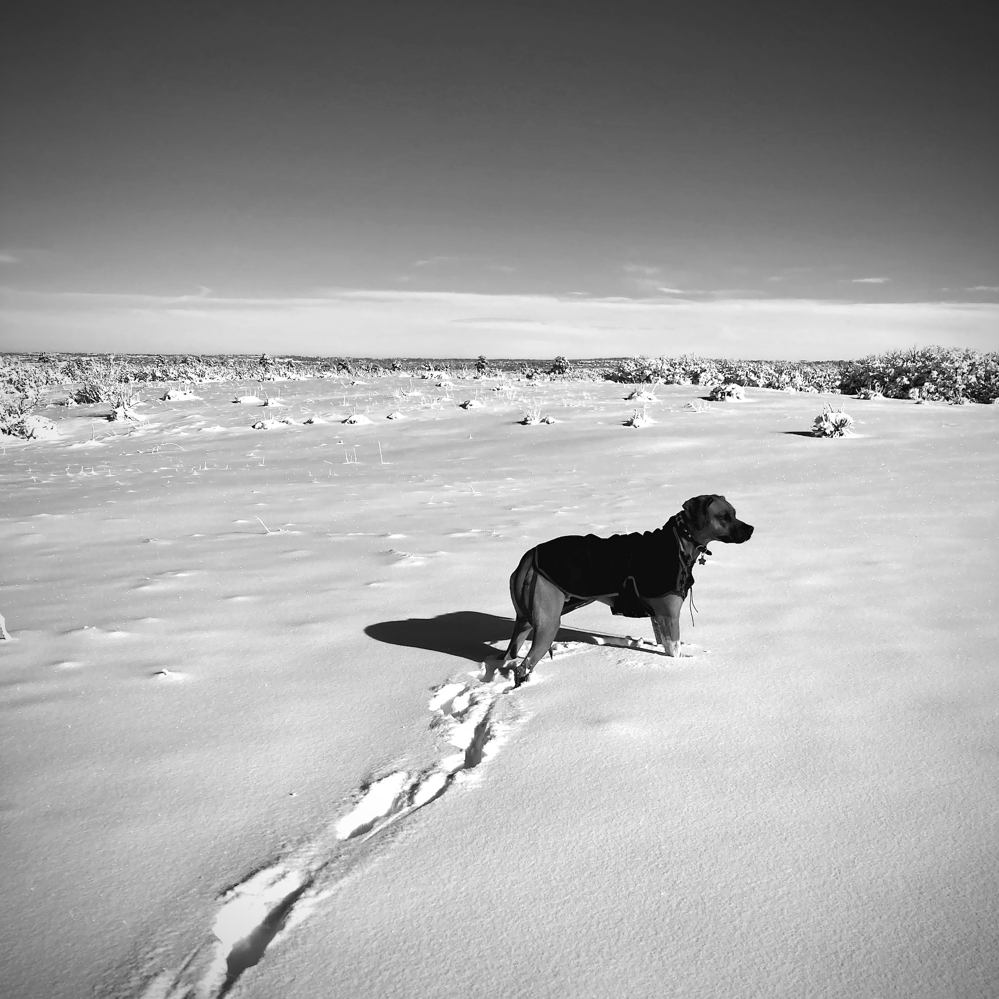 Lasso in the Snow - Todd Roeth