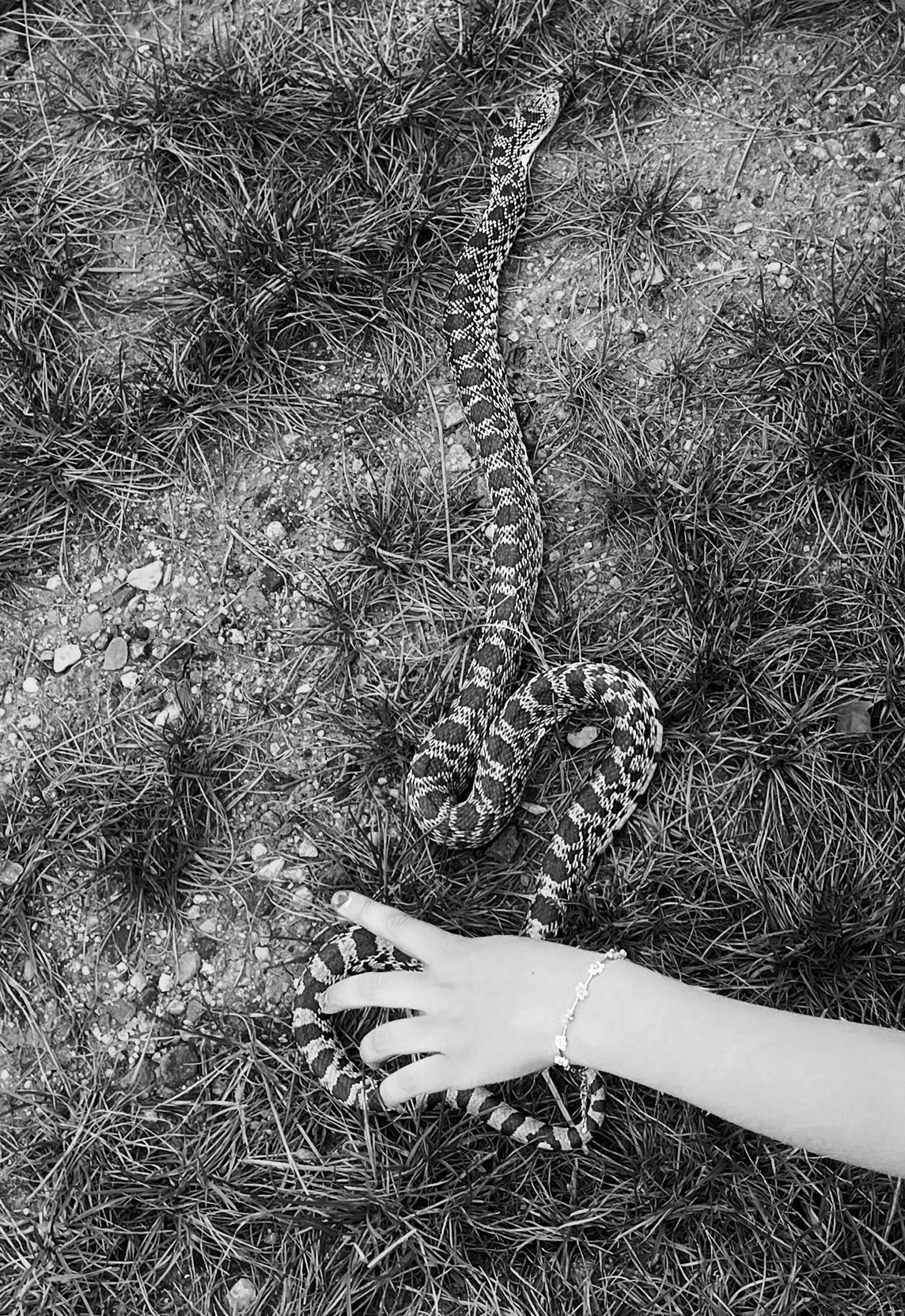Willa & the snake